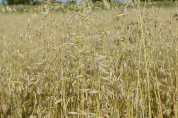 Flughafer, Avena fatua L.