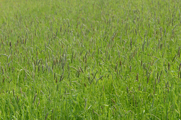 Wiesenfuchsschwanz, Alopecurus pratensis L.