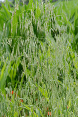 Flughafer, Avena fatua L.