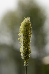 Wiesenfuchsschwanz, Alopecurus pratensis L.