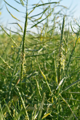 Ackerfuchsschwanz,  Alopecurus myosuroides