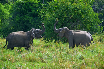 Elephant Trunk Off, in Sigiriya.