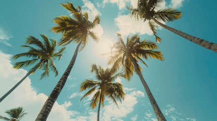 Obraz premium Tropical palm trees