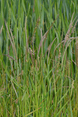 Ackerfuchsschwanz,  Alopecurus myosuroides