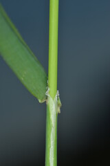 Flughafer, Avena fatua L.