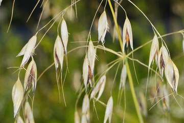Flughafer, Avena fatua L.