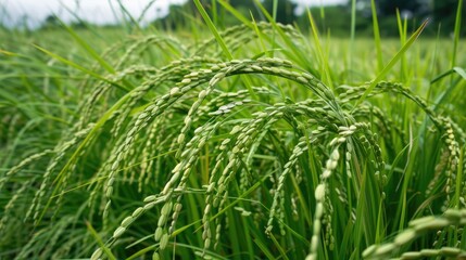 Unripe rice plants still green without seeds