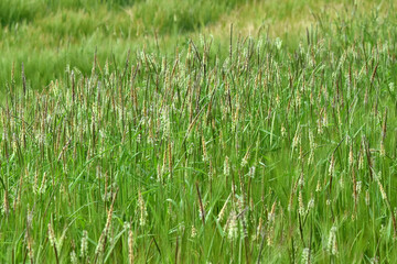 Ackerfuchsschwanz,  Alopecurus myosuroides