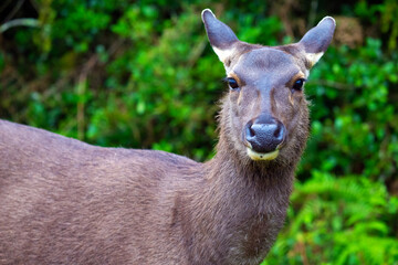 Obraz premium Sambar deer staring at the camera.