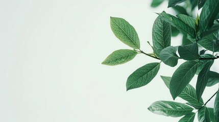 White sky with green leaf