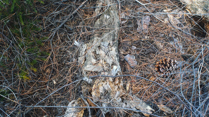 Dry branches in the autumn forest, the nature of France, many objects, general plan