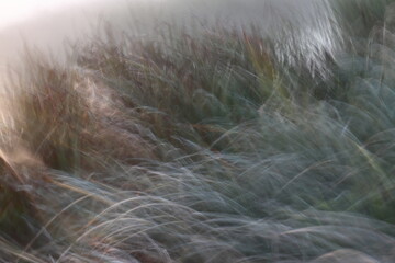 Background of marsh plants in windy weather