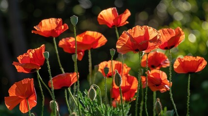Obraz premium Vibrant red poppies in the sunlight on a summer day outdoors