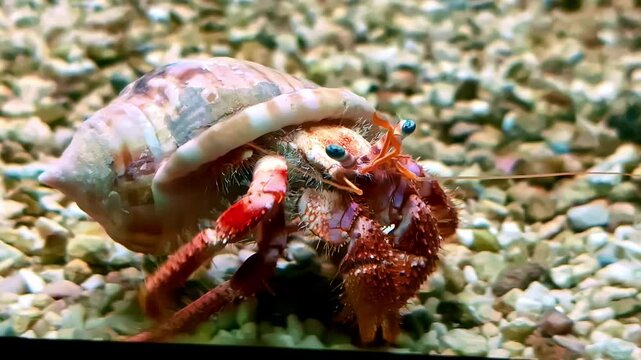 Black Eyed Hermit crab (Pagurus armatus) walking at the bottom of a aquarium