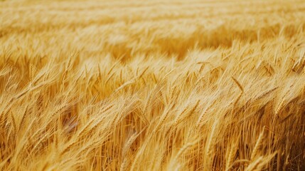 Field of mature golden wheat