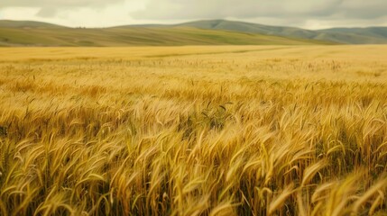 Obraz premium Fields of yellow wheat
