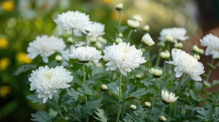 White chrysanthemums with green foliage