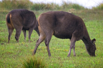 Fototapeta premium A pair of Sambar deer grazing, in Horton Plains.