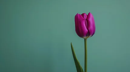 Gordijnen Spring flower arrangement with a purple tiger tulip on a green background minimalistic floral design poster ©  AugmentArt