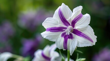 Unique white and purple flower appears fresh