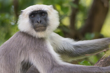Tarai Gray Langur (Semnopithecus hector) on the tree. The Tarai gray langur (Semnopithecus hector ) is an Old World monkey and was formerly considered a subspecies of the northern plains gray langur.