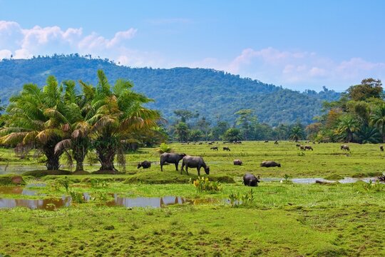 Agicultural landscape with buffalos in the pasture, Ngabe-Bugle area, Panama