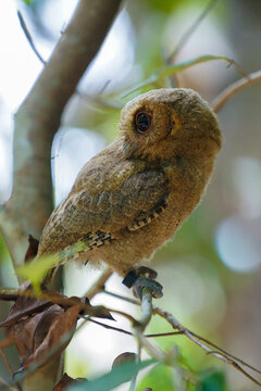 celepuk jawa or javan scops owl (Otus angelineae) perched on tree branch in the forst during the day