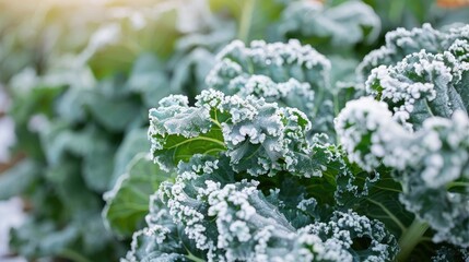 Frost covered kale in organic agriculture