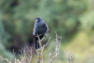Large-billed crow perching on small tree top. The large-billed crow (Corvus macrorhynchos ), formerly referred to widely as the jungle crow.