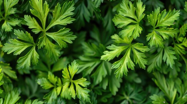 Green Limnophila aromatica leaves in the garden close up