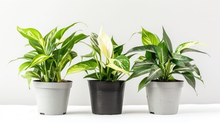 Fototapeta premium Three green decorative plants with white features