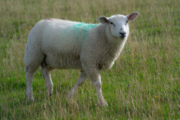 Sheep on a farm. Sheep in a meadow on green grass on a sunny day. A white sheep walks up a hill. Sheep pasture in the countryside. Sheeps eating grass in a green field.