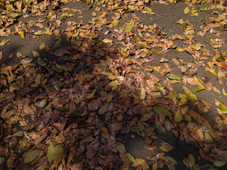 dry leaves falling on the asphalt road with shadows during the day