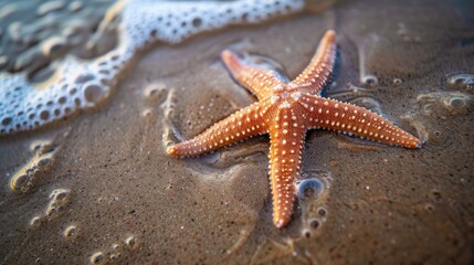 Starfish on sandy ocean beach