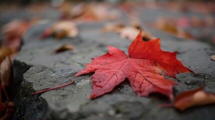Focus on fallen red maple leaf