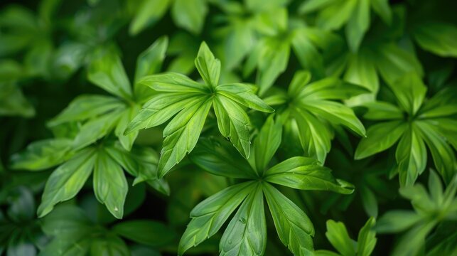 Green Limnophila aromatica leaves in the garden close up