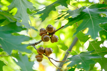 acorns on a branch and green oak leaves