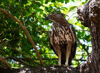 Hawk Crested Eagle, perching and searching, in a tree.