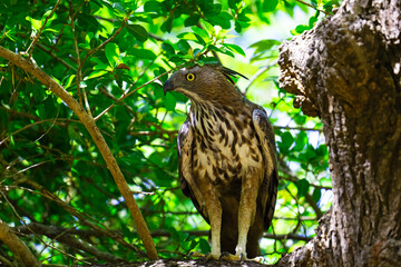 Crested Hawk Eagle, in Sri Lanka.