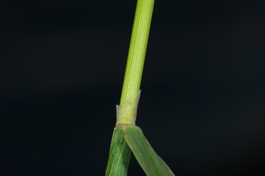 Wiesenlieschgras, Timothe,  Phleum pratense