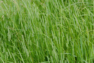Obraz premium Wiesenlieschgras, Timothe, Phleum pratense