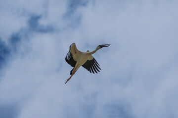 Obraz premium Asian Openbill in the flight. The Asian openbill or Asian openbill stork (Anastomus oscitans ) is a large wading bird in the stork family Ciconiidae.