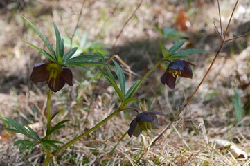 dark petals of a field flower