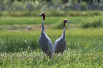Pair of Sarus Crane (Grus antigone) in the farmland, the tallest flying bird in the world. 