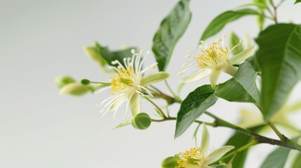 Passiflora foetida plant in close up on white background