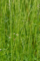  Wiesen-Kammgras, Cynosurus cristatus