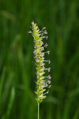  Wiesen-Kammgras, Cynosurus cristatus