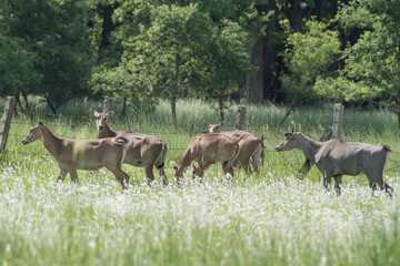 The herd of Nilgai (Boselaphus tragocamelus) also known as Blue Bull grazes in the natural habitat. 