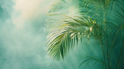Fototapeta premium Palm Frond in Haze