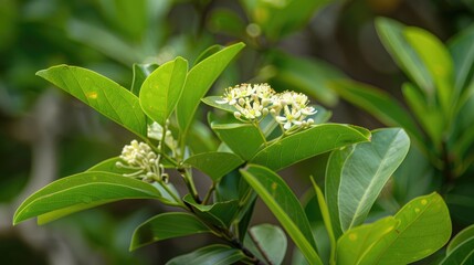 Obraz premium Nusa Indah Putih Rubiaceae Family Shrub